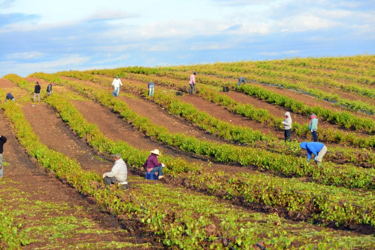 Moravia Wines in San Joaquin Valley