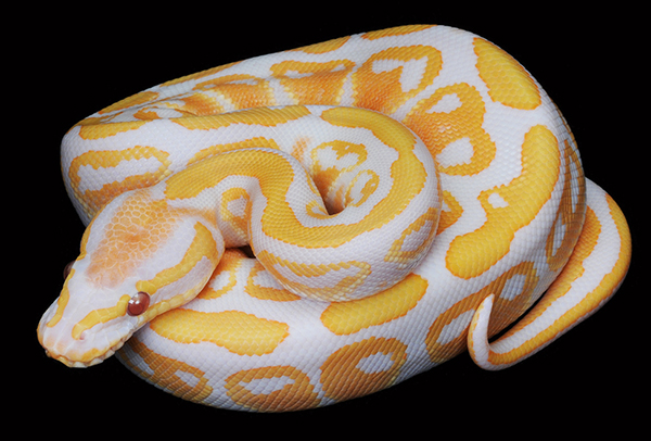 The Five Most Expensive Types Of Snakes Money Can Buy