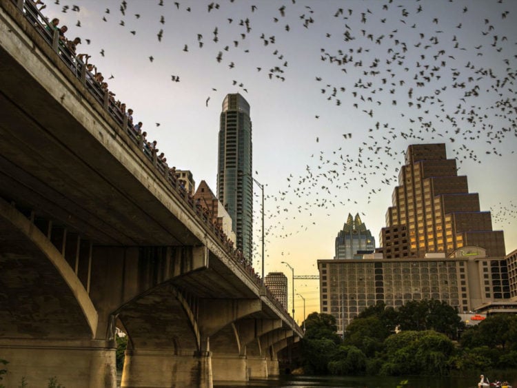 The History of Congress Avenue Bridge Bats in Austin