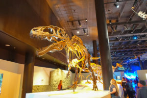 Go to a Late-Night Opening at the Houston Museum of Natural Science