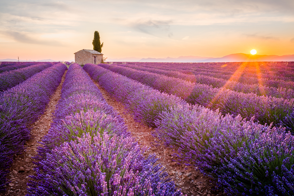 The 20 Best Things to do in Grasse, France